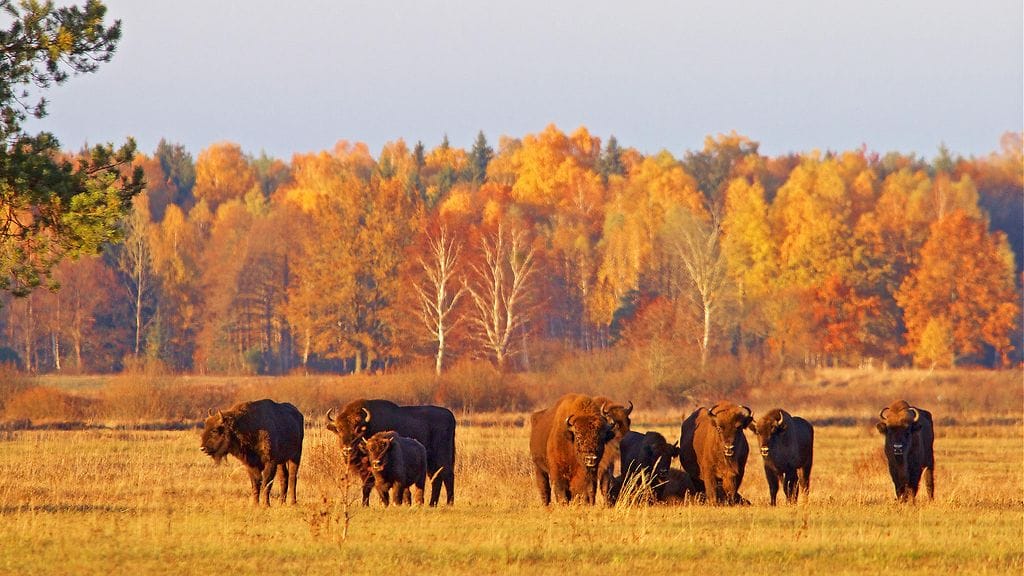 Unescometänbiisonit - Kuvaajan nimi mainittava