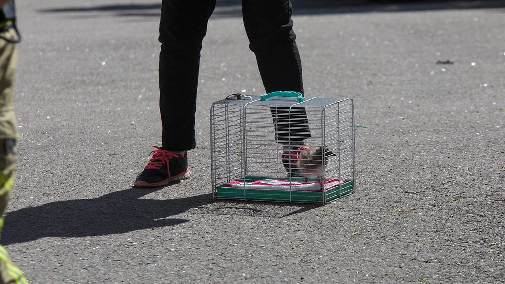 linnunpoikanen kotkassa