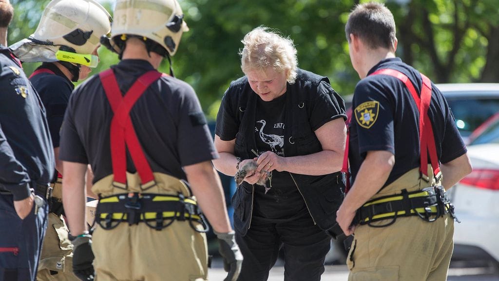 Kymenlaakson pelastuslaitos toimitti pesästään pudonneen lokinpoikasen Pyhtään Lintuhoitolaan. Kuva: Sasu Mäkinen.