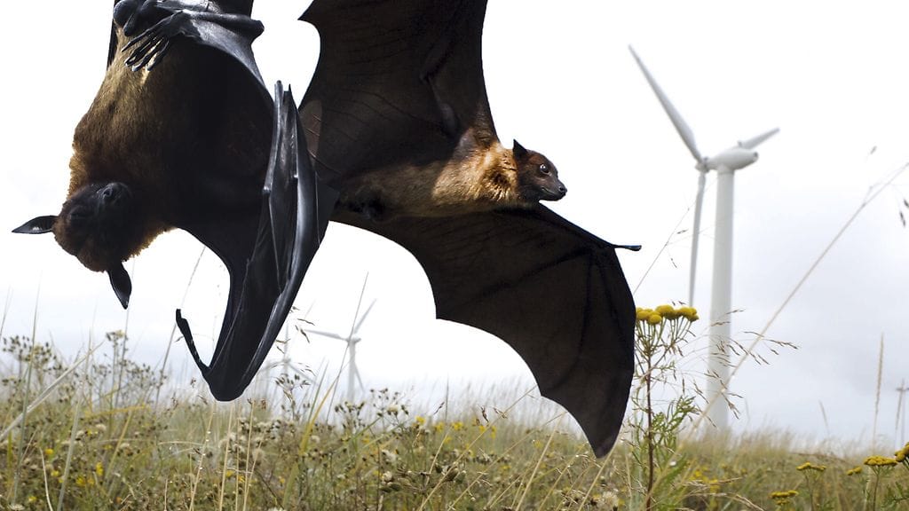 Perussuomalaisten "työmies" Matti Putkonen lähetti viime lokakuussa tiedotteen, jossa kerrottiin, että tuulivoimaloiden infraääniaallot ovat haitallisia ihmisille ja eläimille, ja ne muun muassa "räjäyttävät" ilmassa lentäviä lepakoita.