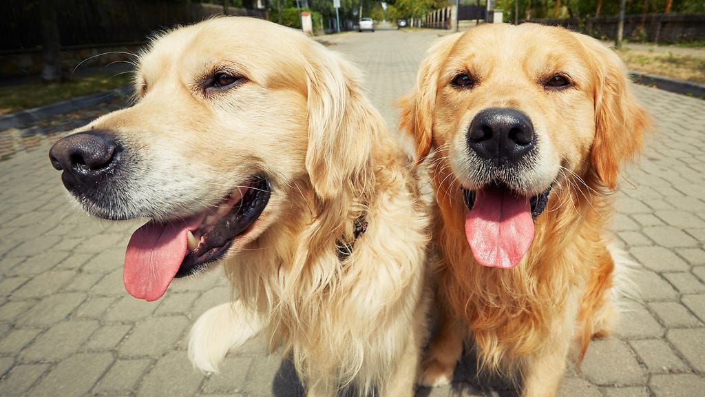 Koira pystyy haihduttamaan lämpöä vain suun kautta.