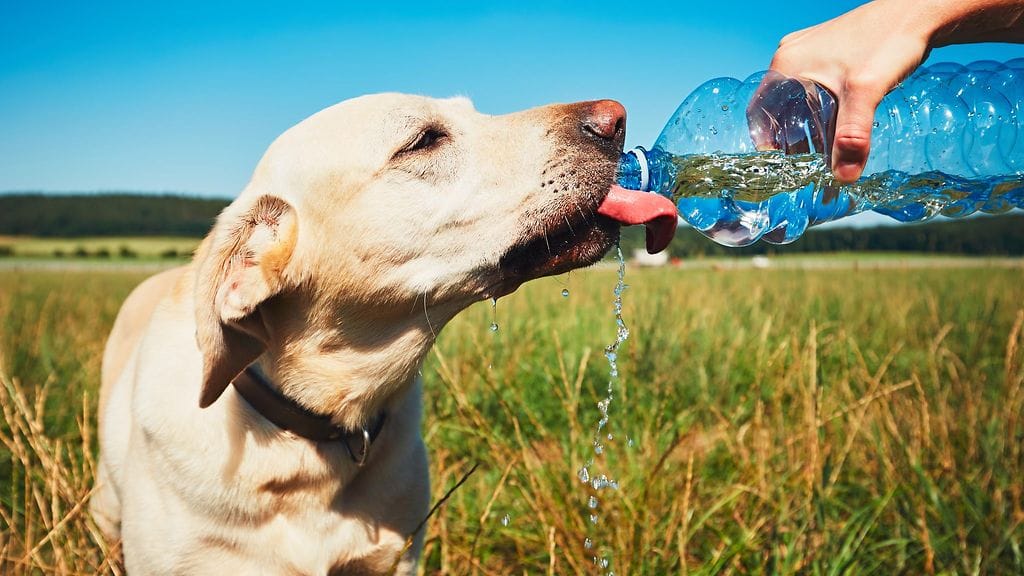 Koiralle kannattaa varata helteillä ulkoillessa vettä mukaan.