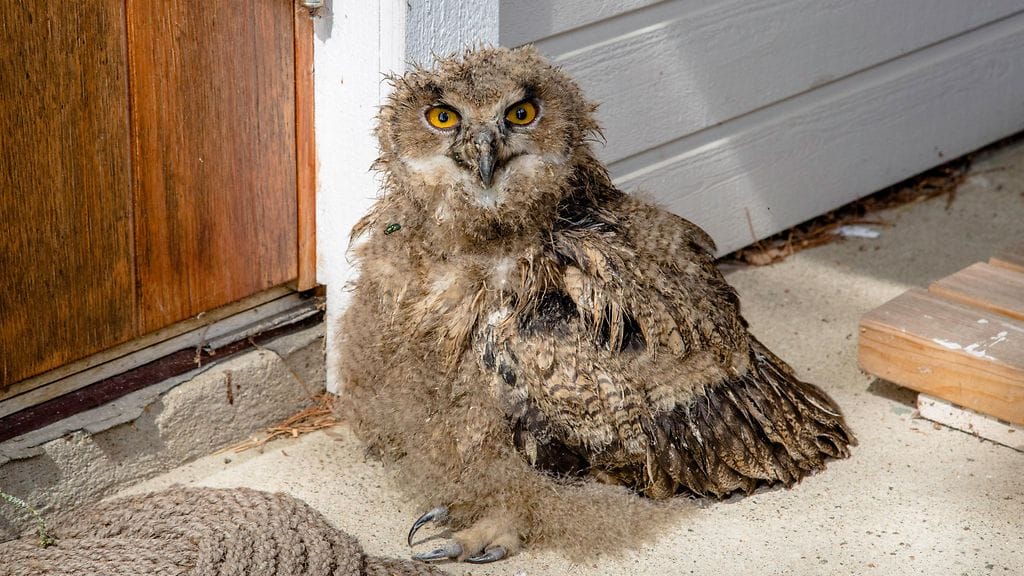 Näin hurja näky odotti mökilleen palannutta asukasta.
