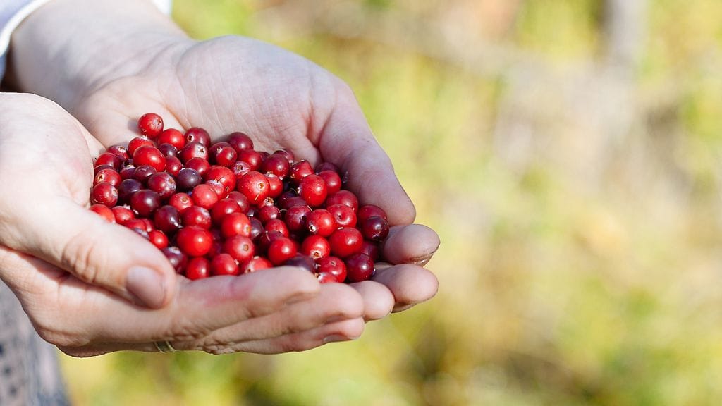 Annoskoot voi pitää järkevinä kouramenetelmällä.