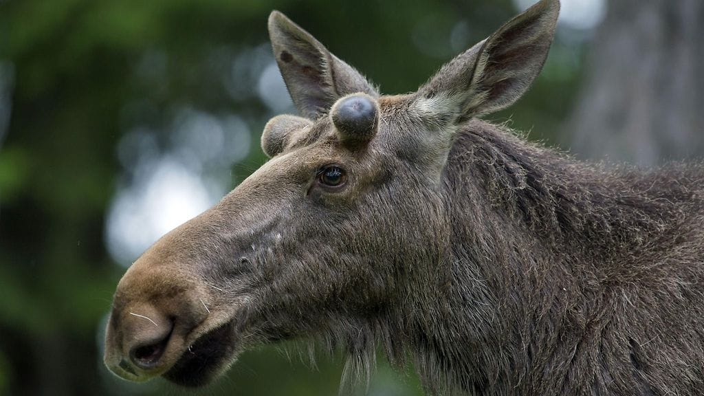 Kuvituskuvan hirvi ei ole Ruotsissa vesipuistoon eksynyt eläin.