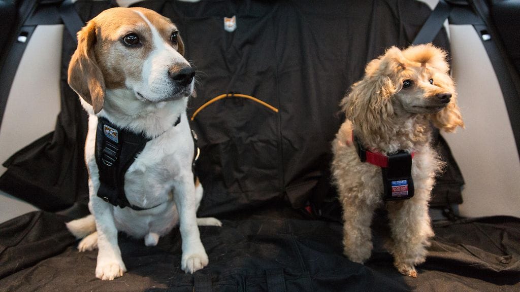 Koiran kuljetus autossa sujuu turvallisimmin, kun se on kytketty kunnollisiin turvavaljaisiin.