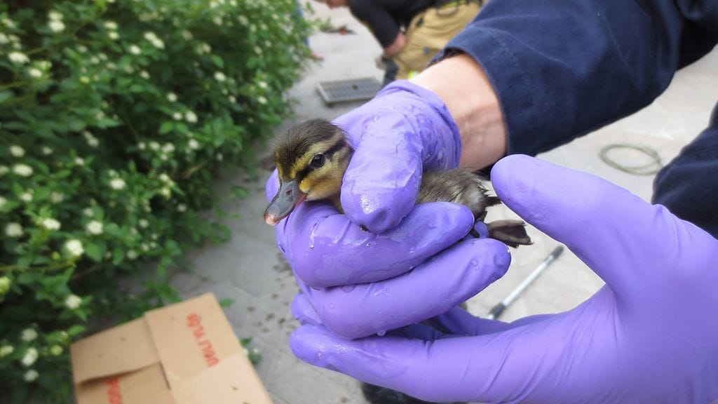 Helsingin pelastuslaitos julkaisi hellyyttävät kuvat operaatiosta.