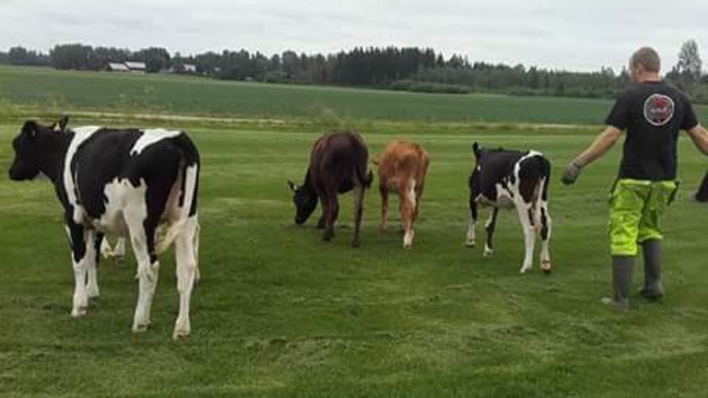 Lauma Nummelan tilan vasikoita säikähti jotain ja karkasi laitumeltaan Hausjärvellä.
