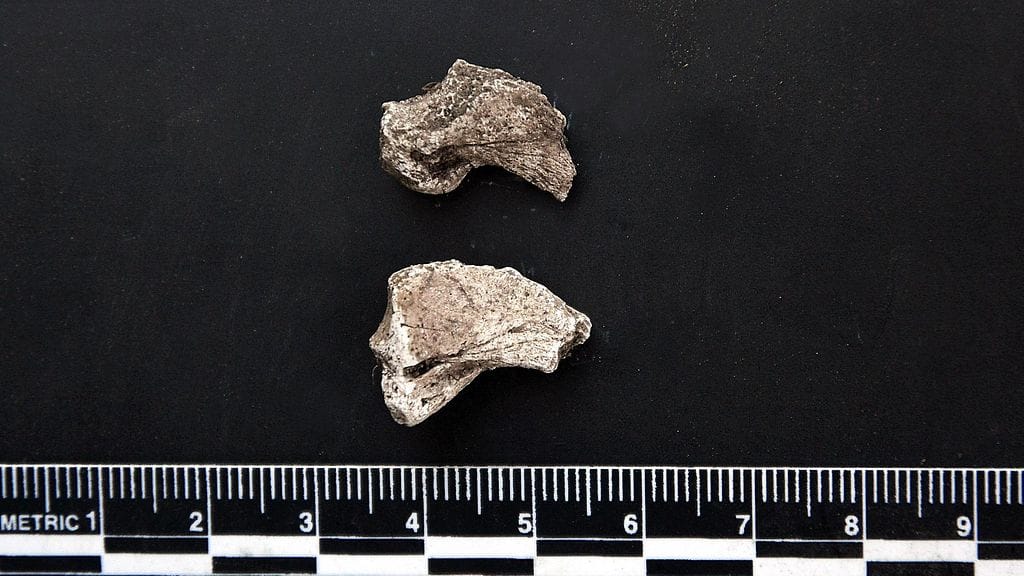 Valkeakosken rautakautisesta kalmistosta kesäkuussa 2017 löytyneitä karhunhampaita.