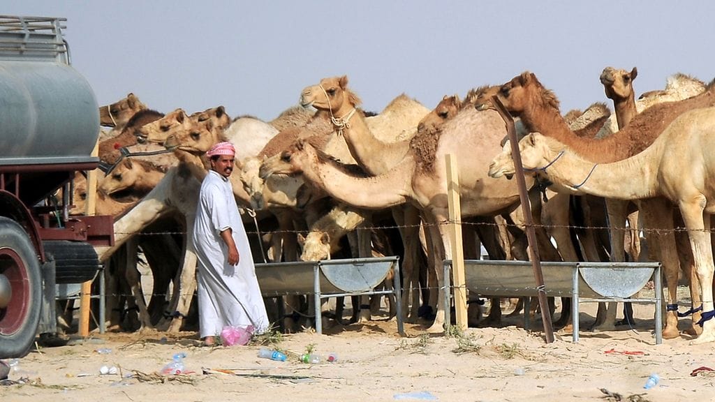 Saudi-Arabia on vaatinut myös qatarilaisia kameleita poistumaan maailtaan. Kuvassa qatarilaisia kameleita lähellä Saudi-Arabian rajaa 21.6.2017.