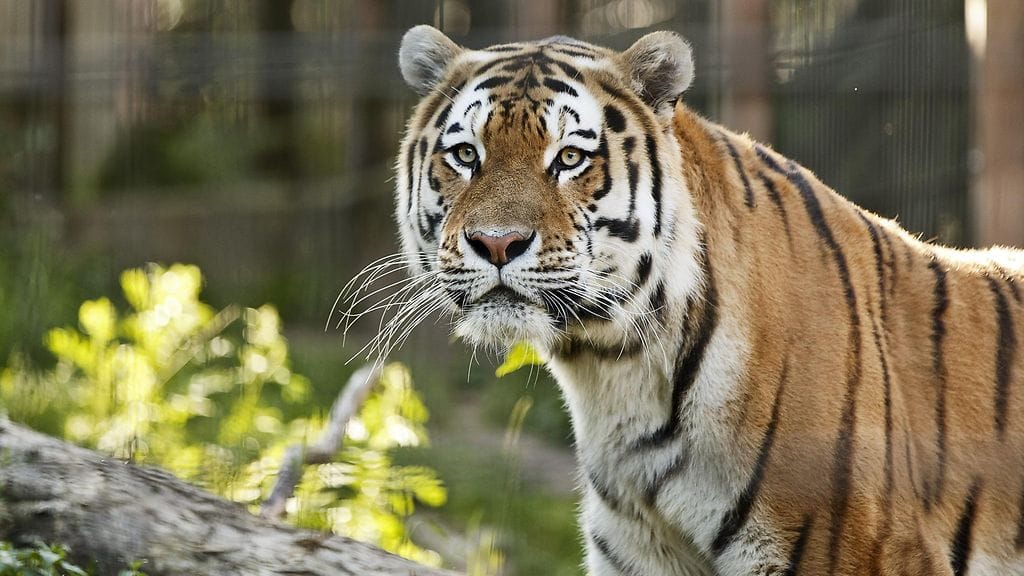 Järjestäynyt rikollisuus käy kauppaa myös eksoottisilla eläimillä. Kuvan amurintiikeri ei liity juttuun.