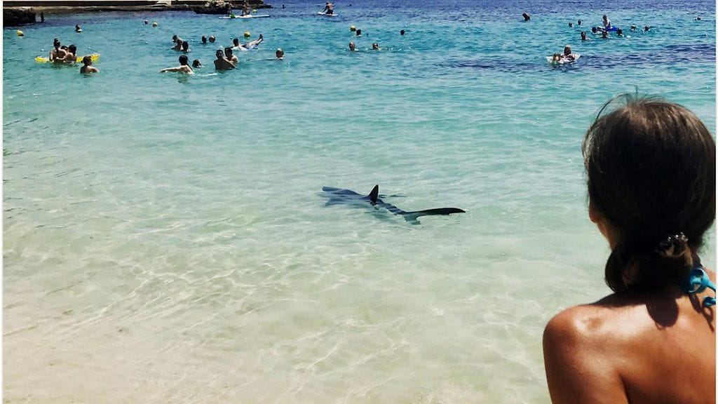 Rantavesiin lipunut sinihai sulki kaksi rantaa Espanjan Mallorcalla viime viikonloppuna.