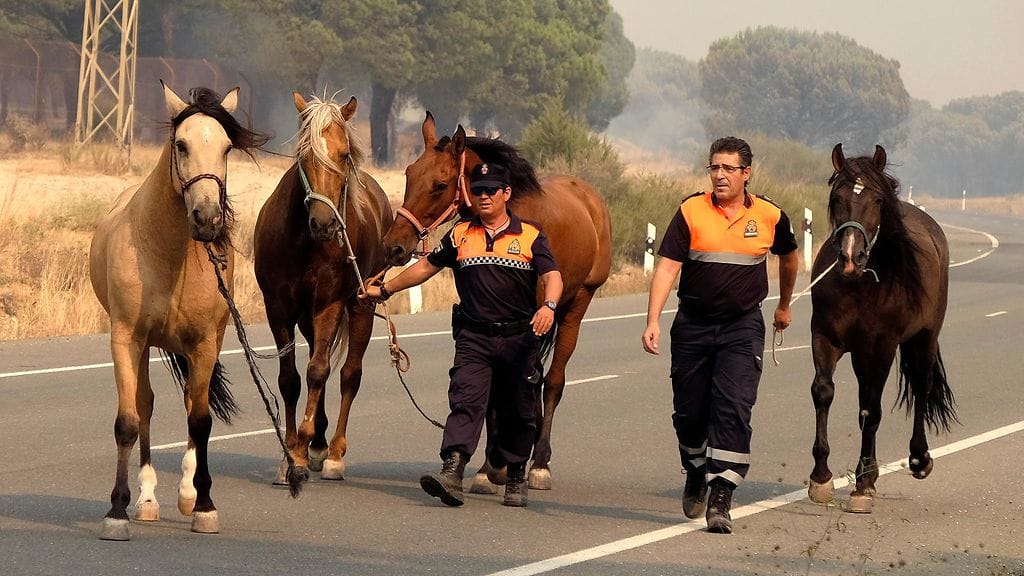 Donanan kansallispuistom lähettyviltä on evakuoitu sekä eläimiä että ihmisiä.