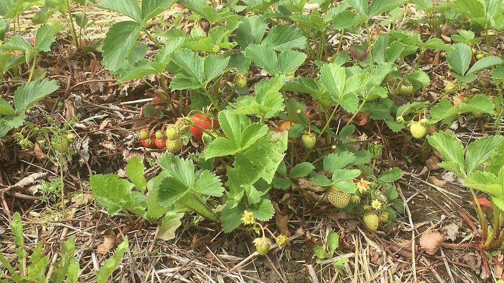 Mansikka, mansikat, marjat