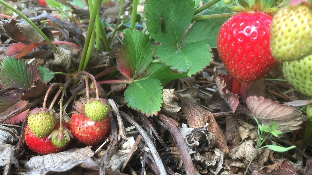 Monilla marjatiloilla oli eriasteisia puutteita.