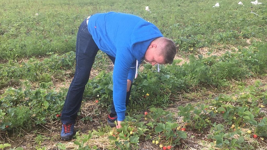 Mansikka, mansikat, viljelijä