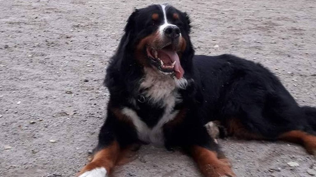 Berninpaimenkoira Federer oli koko perheelle hyvin rakas.