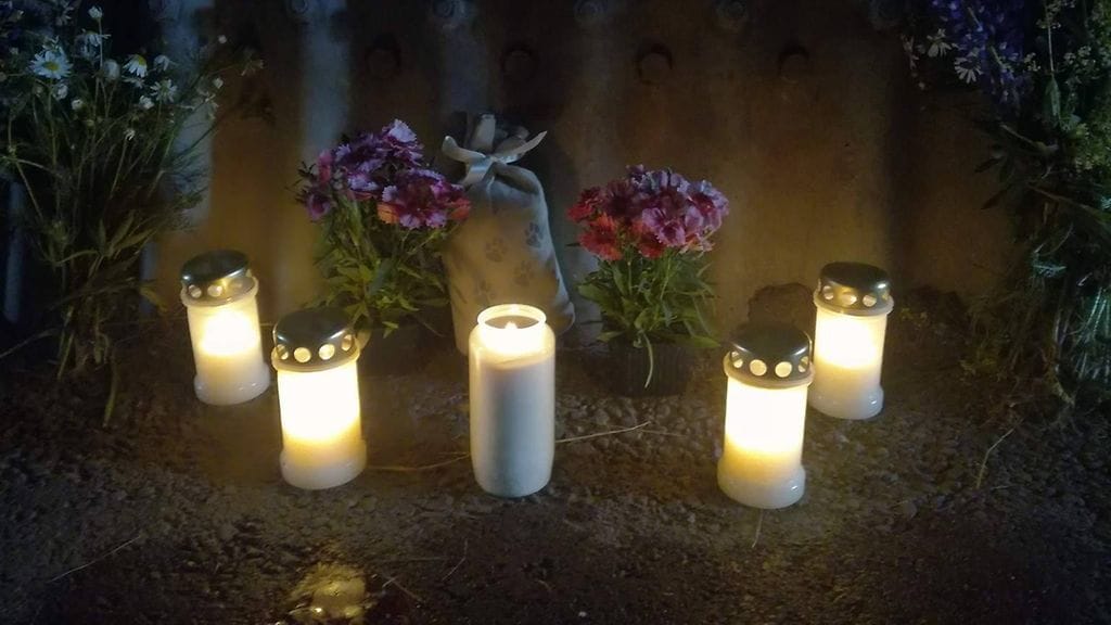 Berninpaimenkoira Federer (1)