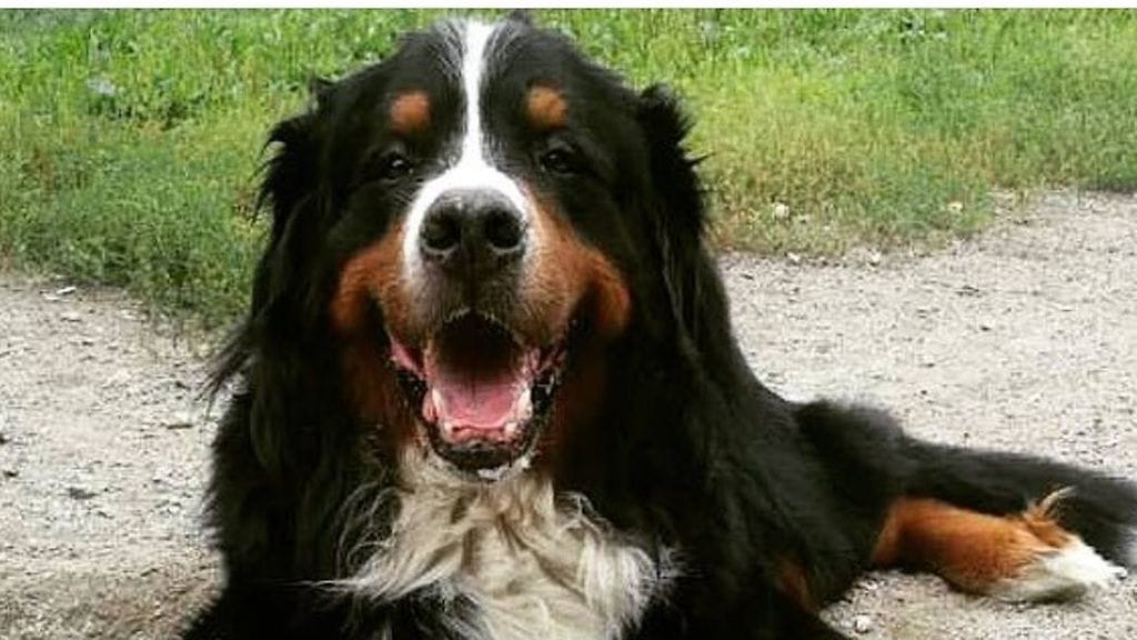 Berninpaimenkoira Federer (3)