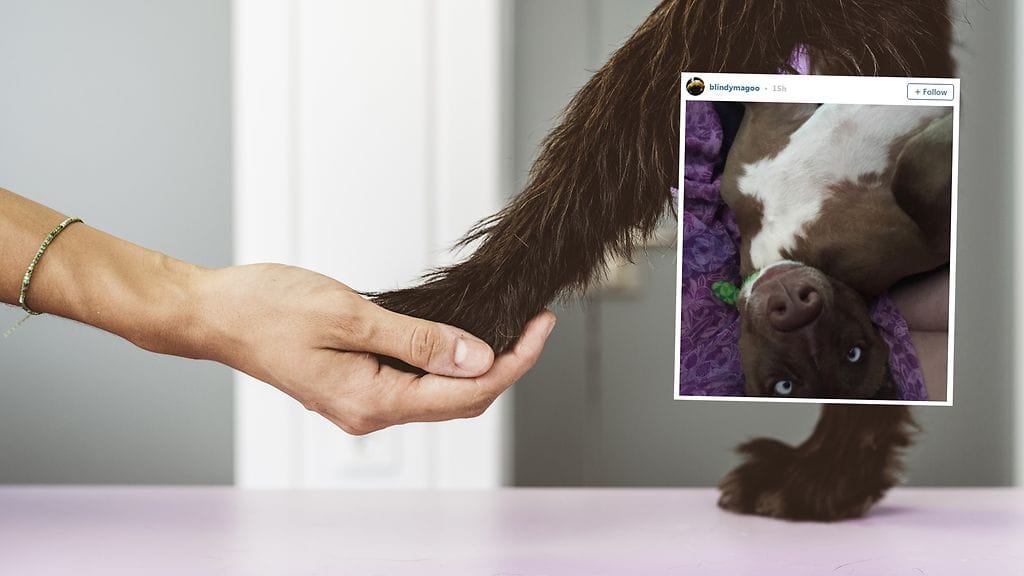 Kila-koira elää täyttä elämää sokeudesta huolimatta.