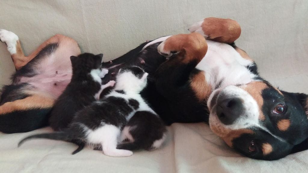 Hirra-koira hoitaa pentuja kuin omiaan.