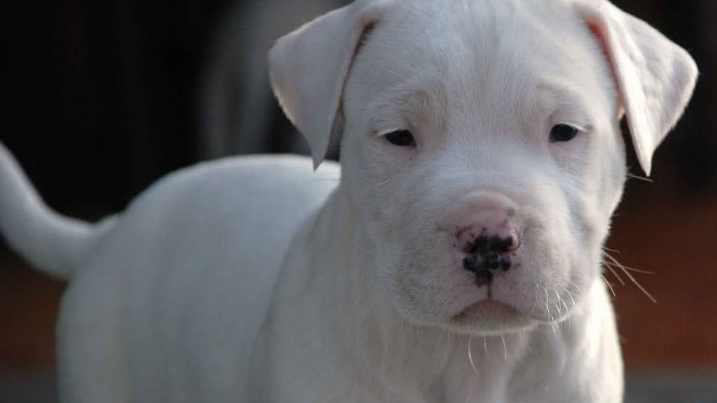 Dogo argentinon pentu. Kuvituskuvaa.