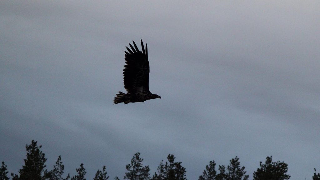 WWF arvioi, että merikotkakanta on valtakunnallisesti pienessä kasvussa.