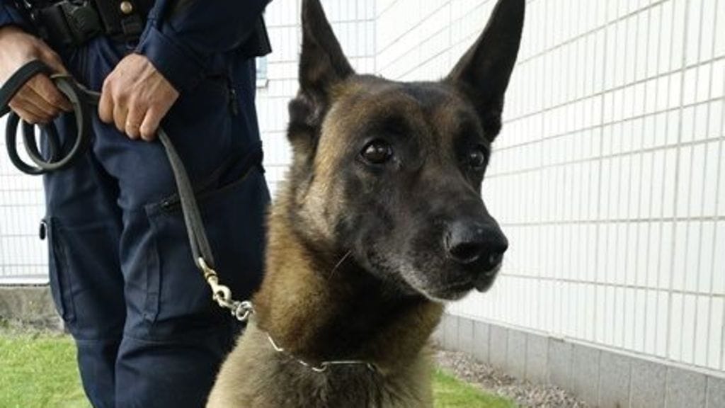 Suloinen ja urhoollinen poliisikoira Simo nappasi aseellisen pakenijan hampaisiinsa.