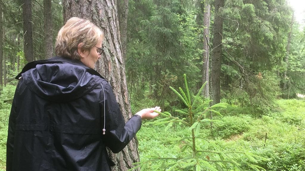 Metsä, metsät, tutkimus, puut