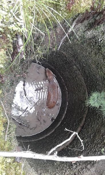 KAURIS kaivossa 3.7.2017