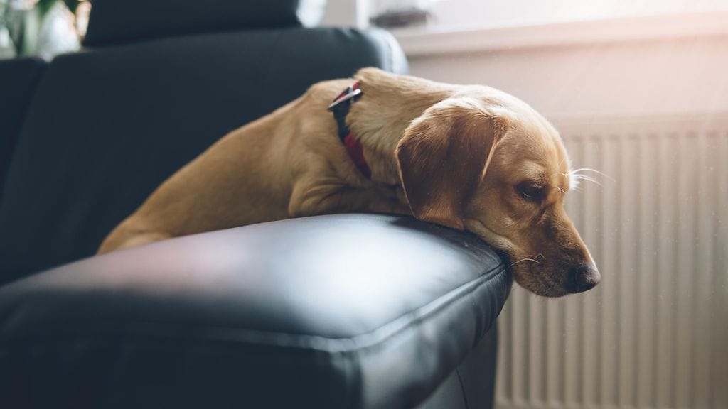 Lemmikit ovat fiksumpia kuin uskoisikaan.