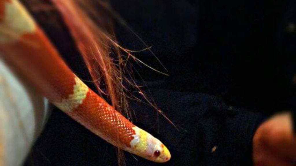 6-vuotias maitokäärme Kändi karkasi terraariosta.