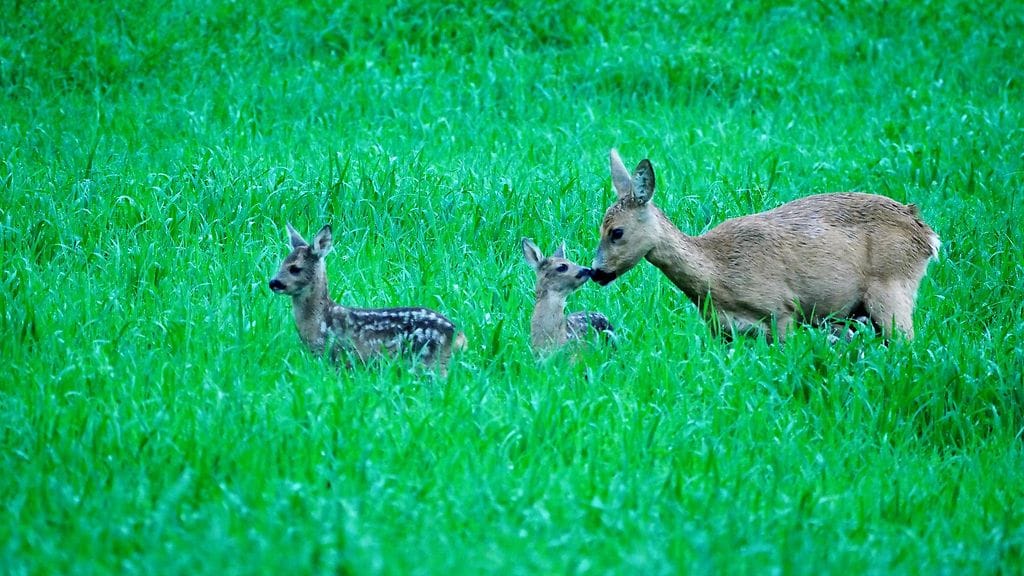 Kaurisemo ja vasat 1