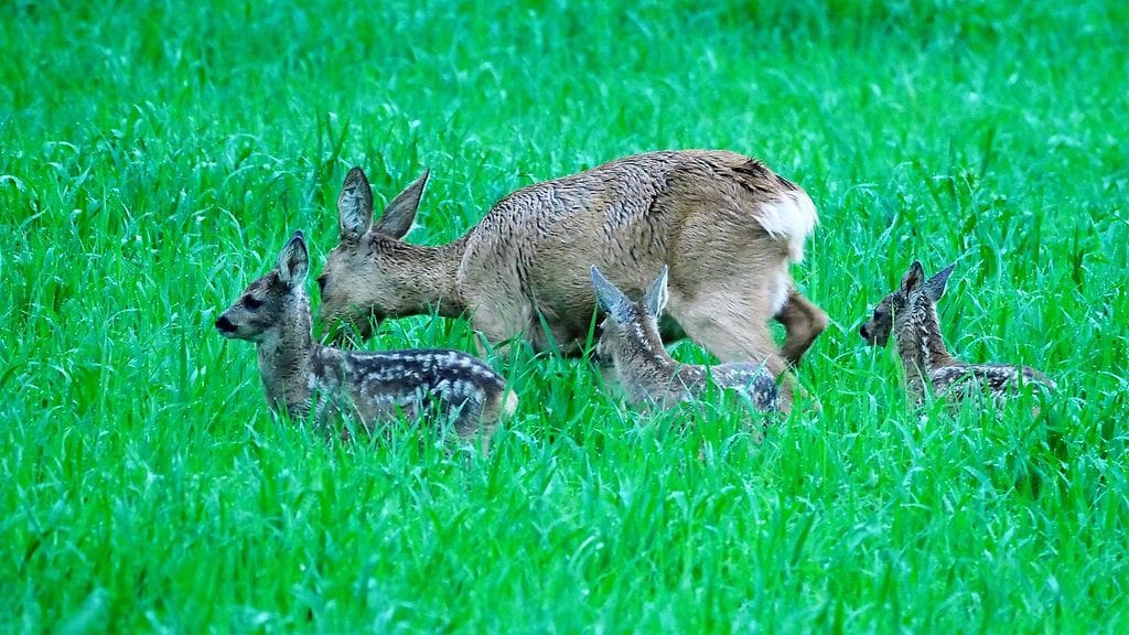 Kaurisemo ruokaili poikueensa kanssa pellolla aamuvarhaisella.