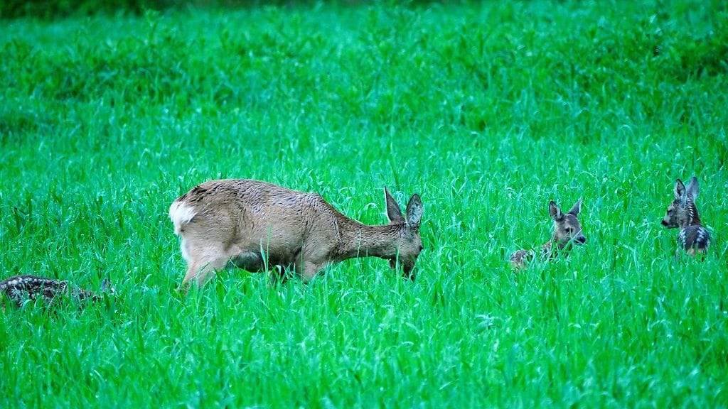 Kaurisemo ja vasat 3