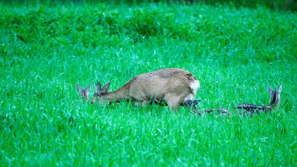 Kaurisemo ja vasat 4