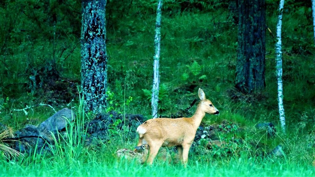 Kaurisemo ja vasat 5