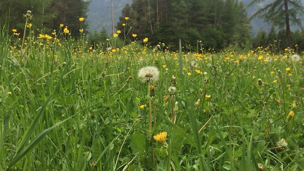 niittykuva kertajulkaisu