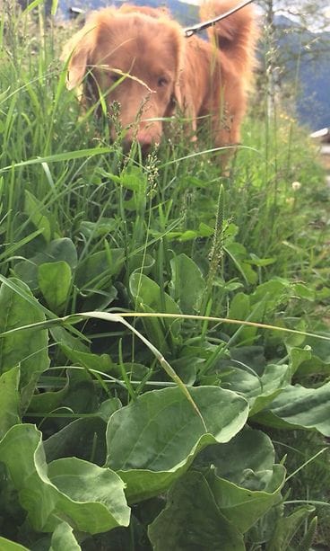 niitty kertajulkaisu