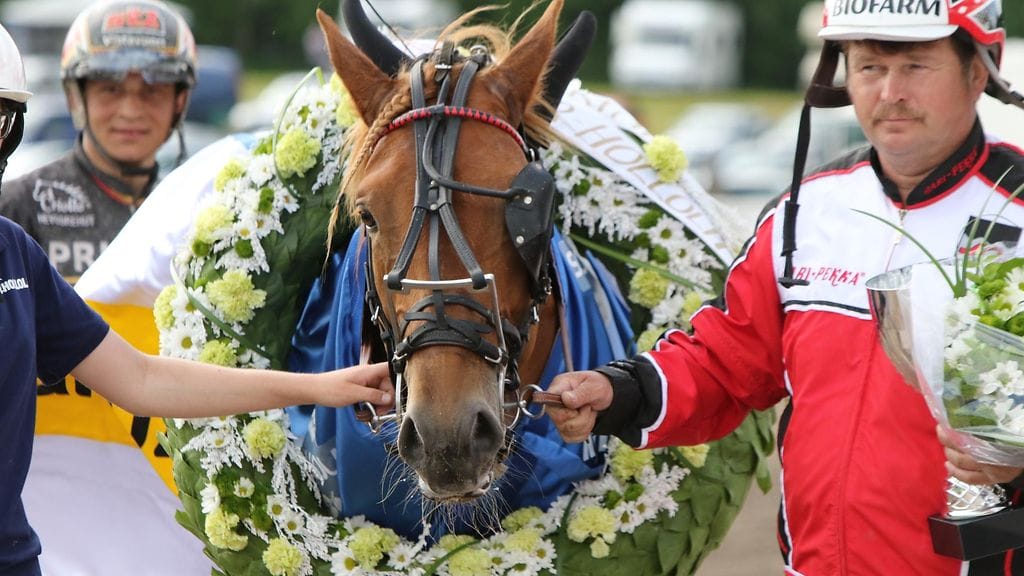 Tähen Toivomus, suomenhevosten Suur-Hollola-ajon voittaja 2017.