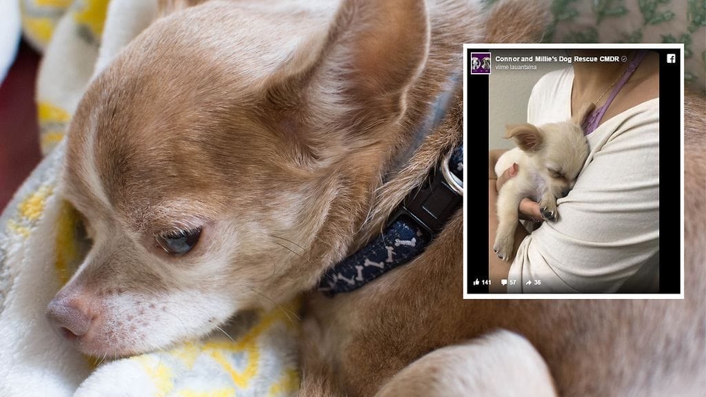 Chihuahuan pentu Chewy oli löytöhetkellä vasta kolmen kuukauden ikäinen.