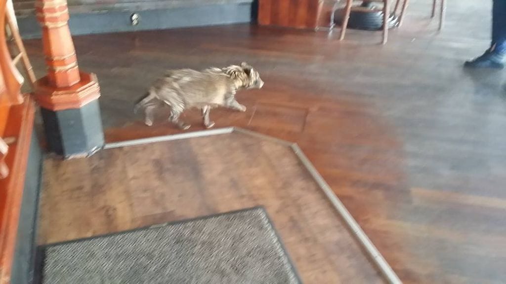 Läheisen metroaseman vartijoita paennut supikoira ilmestyi Helsingin Sörnäisissä sijaitsevaan ravintolaan 9. heinäkuuta 2017.