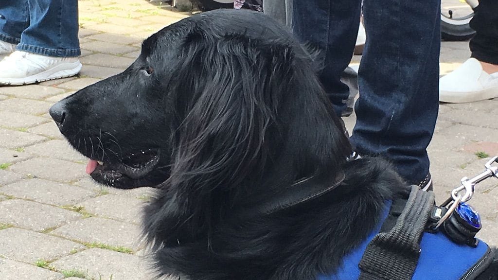 Labradorinnoutaja Terttu on erikoistunut etsimään huumeita Tullissa. Kuva: Anu Punkari