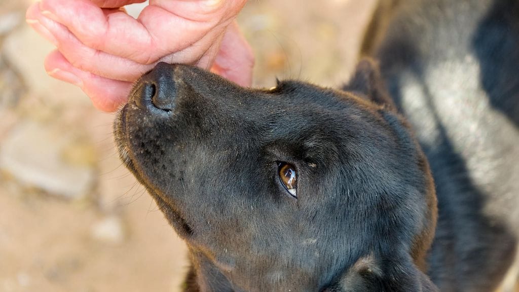 Kuvan koira ei liity tapaukseen.