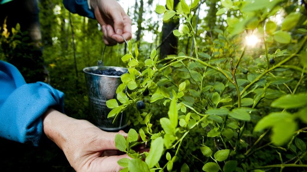 Marjastajan kannattaa nousta venyttelemään ainakin kymmenen minuutin välein.