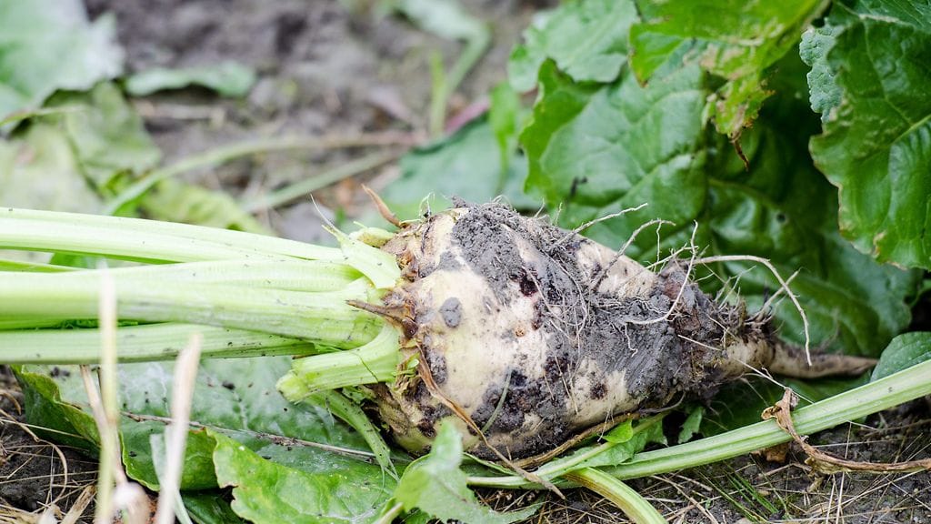 Soininvaaran mielestä tuontia Afrikasta pitäisi helpottaa, ja Suomi voisi ainakin poistaa tuontirajoitukset. Hänen mielestään sokerijuurikkaan viljeleminen Suomessa on turhaa.
