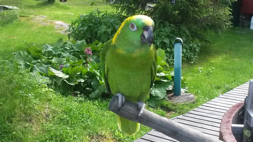 Karkuteillä liihotteleva papukaija Nooa on helppo tunnistaa vihreänkeltaisesta värityksestä.