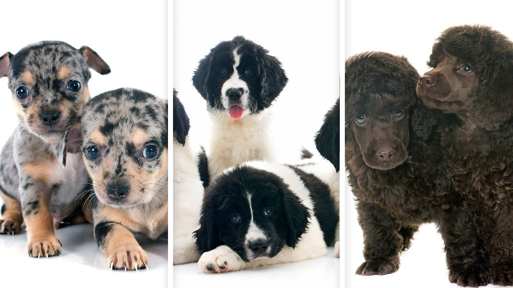 Montako koiranpentua kykenet laskemaan?