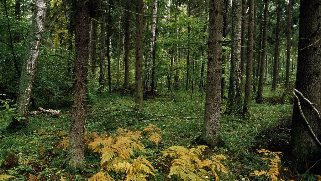 Bialowiezan metsä on yksi Unescon maailmanperintökohteista.
