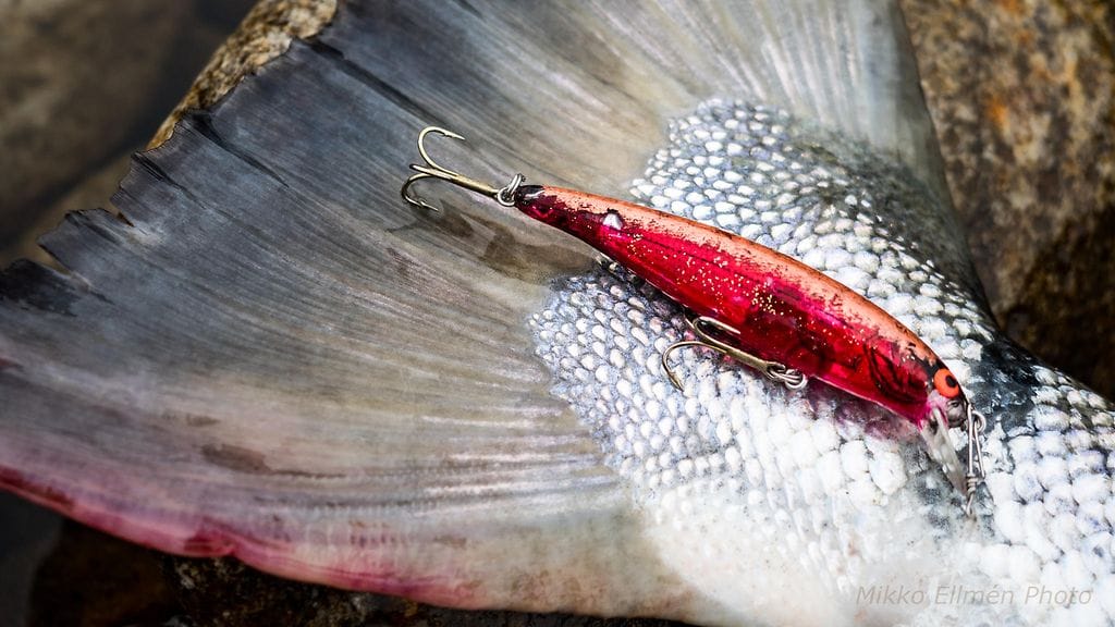 Mikko Ellmén Tenojoki lohi suurlohi (2)